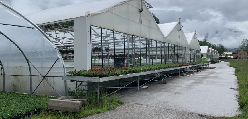 Giardinaggio-Piante-Fiori Alpago