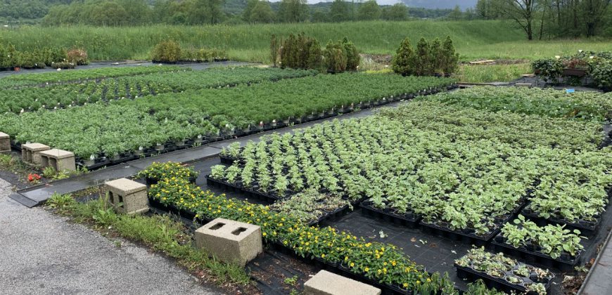 Giardinaggio-Piante-Fiori Alpago