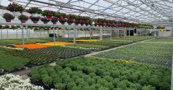 Giardinaggio-Piante-Fiori Alpago