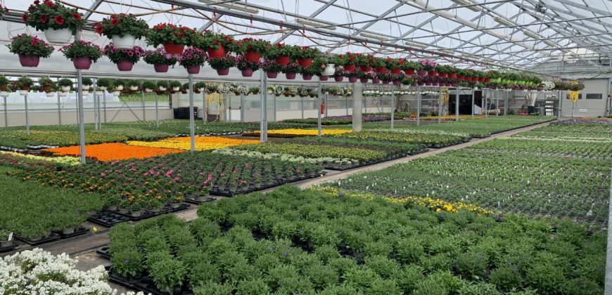 Giardinaggio-Piante-Fiori Alpago