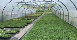 Giardinaggio-Piante-Fiori Alpago