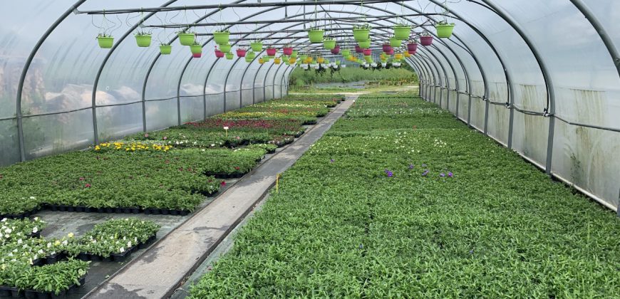 Giardinaggio-Piante-Fiori Alpago